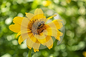 Jerusalem artichoke with pollinating insect