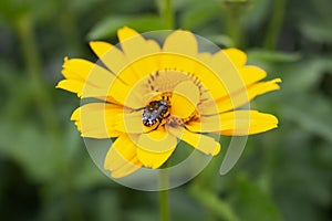 Jerusalem artichoke with pollinating insect