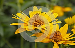 Jerusalem artichoke with pollinating insect