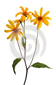 Jerusalem Artichoke (Sunchoke)