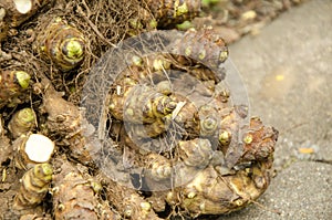 Jerusalem artichoke, sunchoke (Helianthus tuberosus L.)