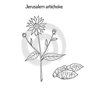 Jerusalem artichoke, or sunroot, sunchoke, earth apple, topinambour