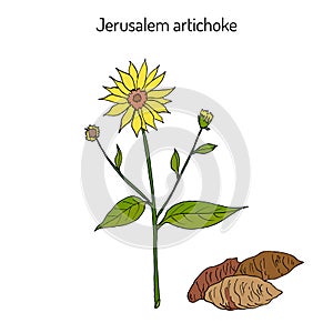 Jerusalem artichoke, or sunroot, sunchoke, earth apple, topinambour