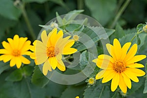 Jerusalem artichoke, sunroot, sunchoke yellow flowers