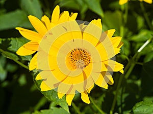 Jerusalem Artichoke, Sunroot, Topinambour, Earth Apple or Helianthus tuberosus yellow flower close-up, selective focus