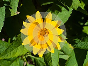 Jerusalem Artichoke, Sunroot, Topinambour, Earth Apple or Helianthus tuberosus yellow flower close-up, selective focus