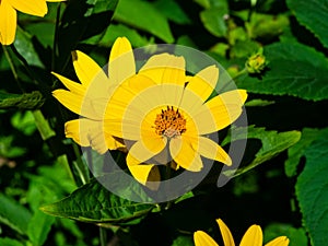 Jerusalem Artichoke, Sunroot, Topinambour, Earth Apple or Helianthus tuberosus yellow flower close-up, selective focus