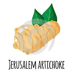 Jerusalem artichoke superfood root for template farmer market design, label and packing. Natural protein organic food