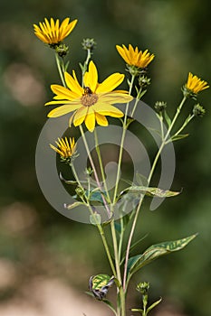 Jerusalem artichoke. Topinambur