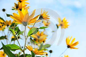 The Jerusalem artichoke or topinambur flowers