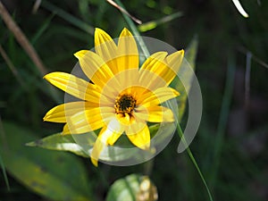 Jerusalem Artichoke, topinambur flowers - wild sunflower