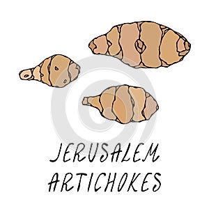 Jerusalem Artichoke or Topinambur. Vegetable Collection. EPS10 Vector. Hand Drawn Doodle Style Realistic Illustration.