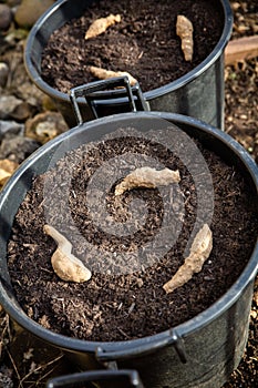 Jerusalem artichoke tubers are planted in a pot