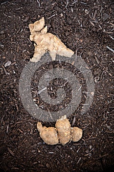 Jerusalem artichoke tubers are planted in a pot