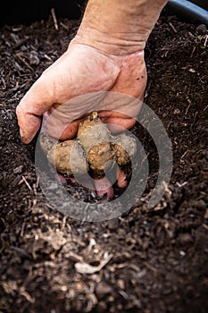 Jerusalem artichoke tubers are planted in a pot