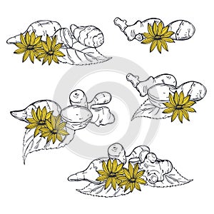 Jerusalem artichoke . Vector  illustration