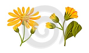 Jerusalem artichoke yellow flowers and buds. Yellow blooming flowers of sunroot, sunchoke or topinambour cartoon vector