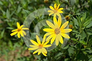 Jerusalén alcachofa. flores 