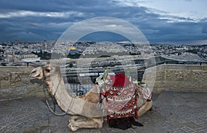 Jerusalem and camel photo