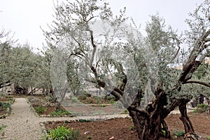 Jerusalem, Israel. - February 15.2017. Gethsemane garden. The place of Jesus Christ`s praying on the night of the arrest.