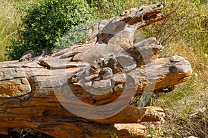 A fallen tree with a flower carved on the trunk in the Totem park in the forest near the villages of Har Adar and Abu Ghosh photo