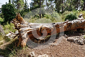 A fallen tree in various figures carved on the trunk in the Totem park in the forest near the settlements of Har Adar and Abu photo