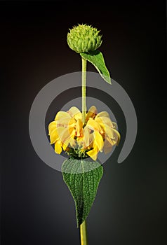 Jerusalem Sage Flower (Phlomis Fruticosa)