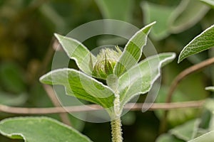 Jerusalem sage Phlomis fruticosa, a bud and grey-green leaves