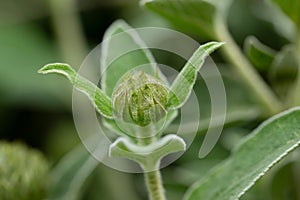 Jerusalem sage Phlomis fruticosa, buds and grey-green leaves