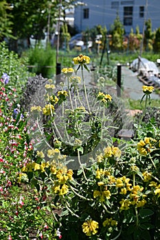 Jerusalem sage (Phlomis fruticosa) flowers. Lamiaceae evergreen shrub herb.