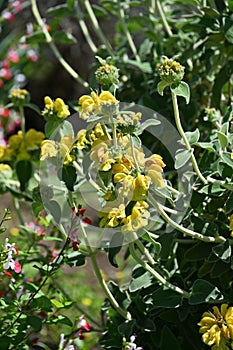 Jerusalem sage (Phlomis fruticosa) flowers. Lamiaceae evergreen shrub herb.