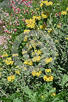 Jerusalem sage (Phlomis fruticosa) flowers. Lamiaceae evergreen shrub herb.