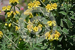 Jerusalem sage (Phlomis fruticosa) flowers. Lamiaceae evergreen shrub herb.