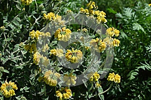 Jerusalem sage (Phlomis fruticosa) flowers. Lamiaceae evergreen shrub herb.