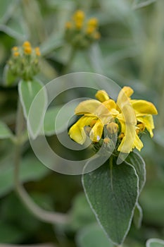 Jerusalem sage Phlomis fruticosa, golden yellow flowers in close-up