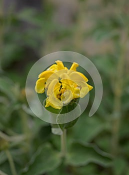 Jerusalem sage Phlomis fruticosa, golden yellow flowers