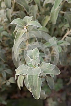 Jerusalem sage Phlomis fruticosa, with grey-green leaves