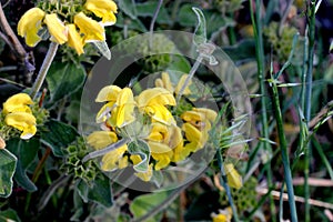 Jerusalem sage, Phlomis fruticosa, low shrub