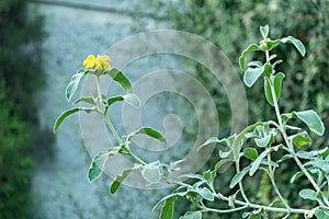 Jerusalem sage or Phlomis Fruticosa plant in Saint Gallen in Switzerland