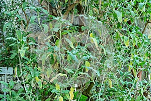 Jerusalem sage or Phlomis Fruticosa plant in Saint Gallen in Switzerland