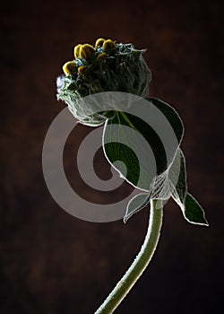 Jerusalem or turkish sage ,phlomis russeliana ,flower head  and leaves