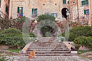 Jesi, Ancona, Marche, Italy: small public garden with cats in the old town