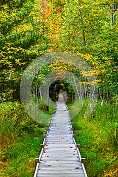 Jesup Trail with autumn colors in Acadia National Park