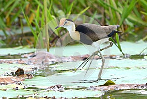 Jesus Bird - Irediparra gallinacea