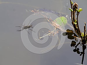 Jesus bug on the water surface of pond