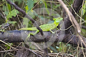 Jesus Christ lizard - Basiliscus plumifrons - Costa Rica