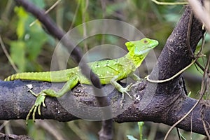 Jesus Christ lizard - Basiliscus plumifrons - Costa Rica