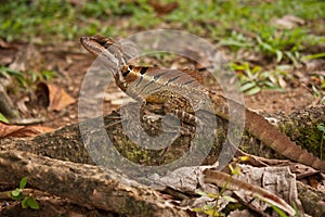 Jesus Christ lizard in Corcovado national park in Costarica photo