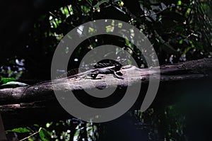 Jesus Christ Lizard in Costa Rica photo