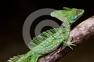 Jesus crist lizard sitting on a branch